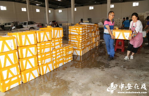 價格不高產量高 今年蝦農依然有 賺頭